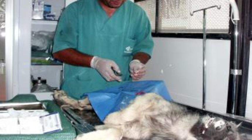 Orduzu'nda Sokak K&ouml;pekleri Kısırlaştırılıyor