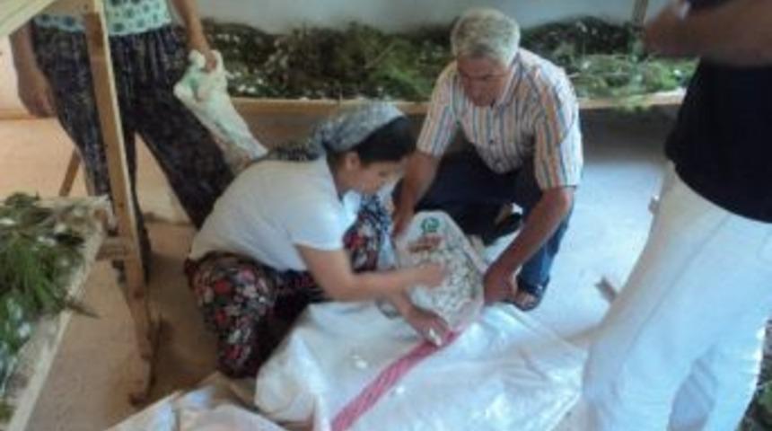 İpekb&ouml;&ccedil;eği Kozaya, Koza Paraya D&ouml;n&uuml;şt&uuml;