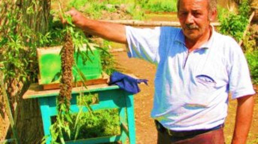 Bal Arıları Yavru Verdi