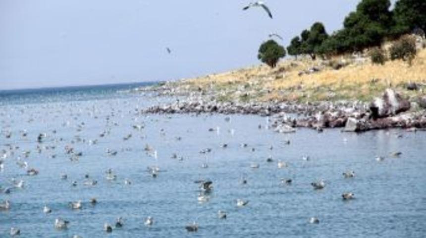Adır Adası Martıların İstilasında