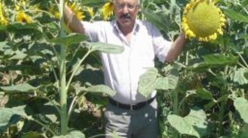 &Ccedil;erezlik Ay &Ccedil;ekirdeği Ekimi İki Kat Arttı