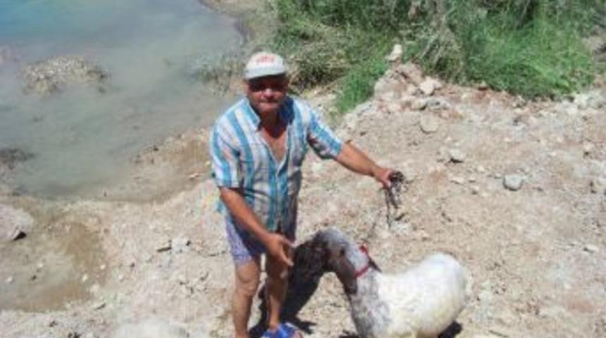 Sıcaktan Bunalan Hayvanlar Nehirde Serinliyor