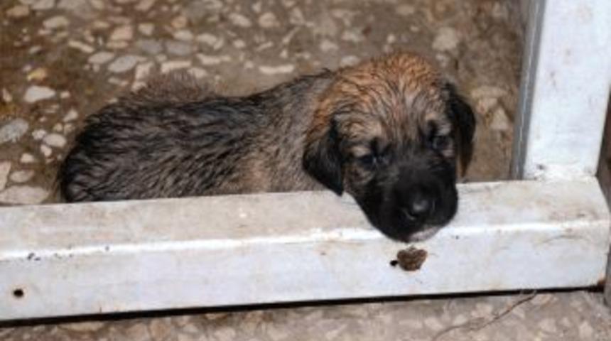 Belediye Veterinerlik M&uuml;d&uuml;rl&uuml;ğ&uuml;, Anneleri &Ouml;len Yavrulara Biberonla Bakıyor