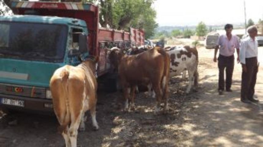 30 Aileye 180 Damızlık Düve Dağıtıldı