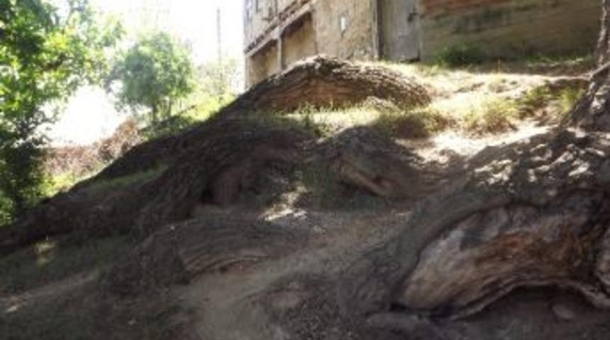 Tarihi Ceviz Ağacı Koruma Altına Alınıyor