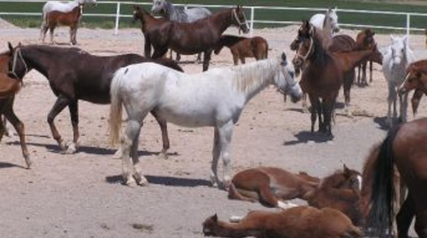 Arap Yarış Atlarının Satışından Beklenen Gelir Sağlandı