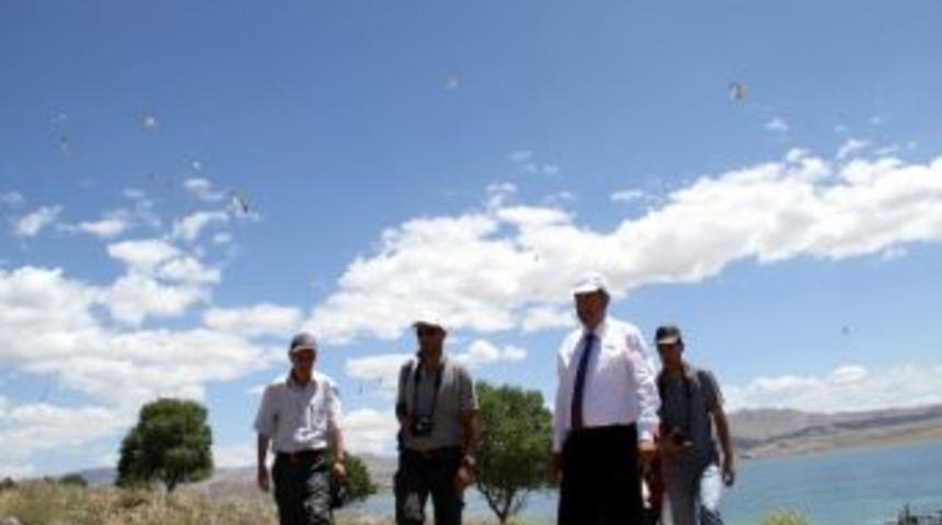 Martı &Ouml;l&uuml;mleri İncelemeye Alındı