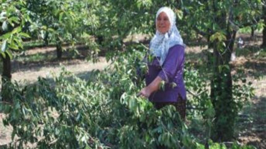 Vişne Toplamanın En Kolay Yolu