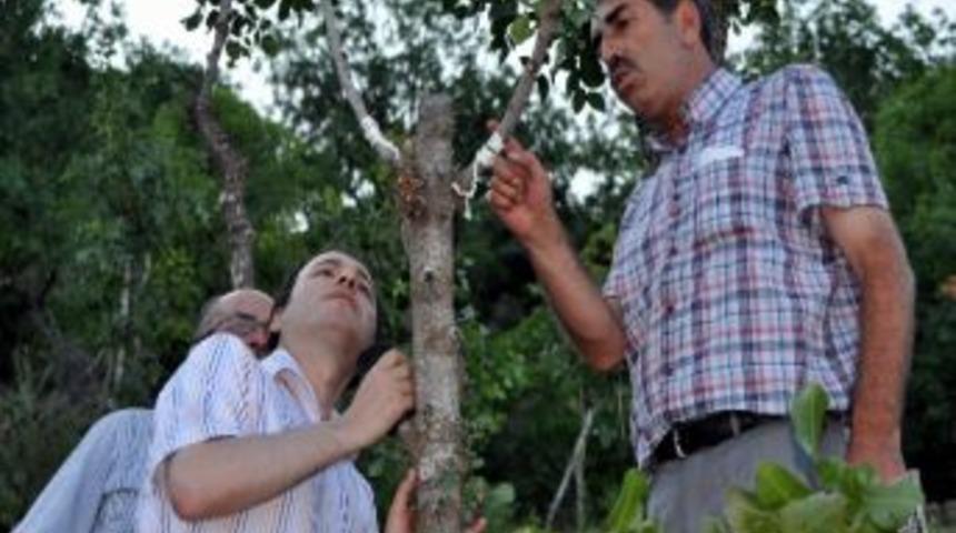 (&ouml;zel Haber) Suşehri&rsquo;nde Menengi&ccedil; Ağa&ccedil;larından Antep Fıstığı Elde Edildi