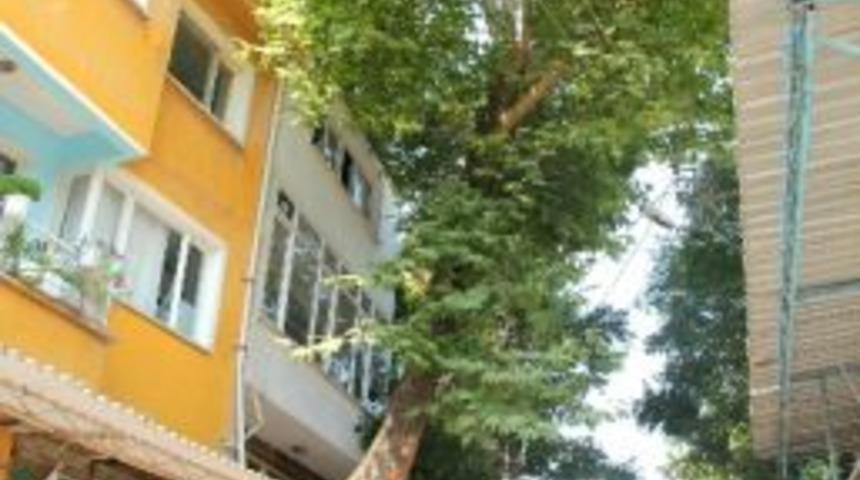 Sokak Sakinleri 29 Yıllık &Ccedil;ınarı Kestirmek İstemedi