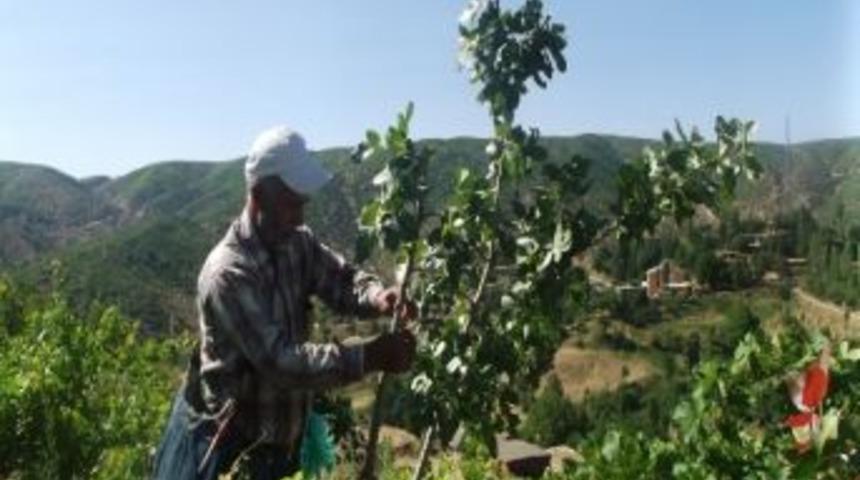 Hizan&rsquo;da Siirt Fıstığı Aşılama Projesi