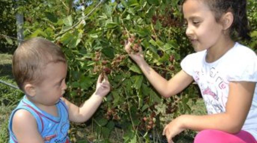 B&ouml;ğ&uuml;rtlen Tarlasından Bu Yılın Ilk Mahsulleri Toplanmaya Başladı