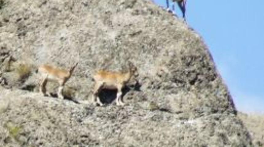 Giresun&rsquo;da Yaban Ke&ccedil;ileri Ka&ccedil;ak Avlanıyor İddiası