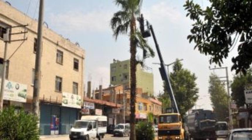 Akdeniz&rsquo;de Ağa&ccedil;lar Budanıyor