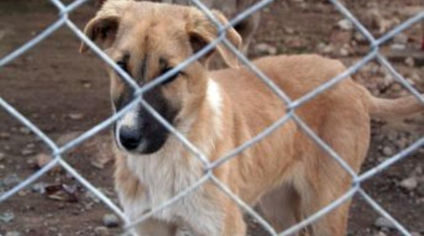 Veteriner İşleri M&uuml;d&uuml;rl&uuml;ğ&uuml;'nden &Ouml;rnek Davranış