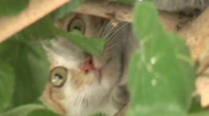 Kedi yine yaptı yapacağını