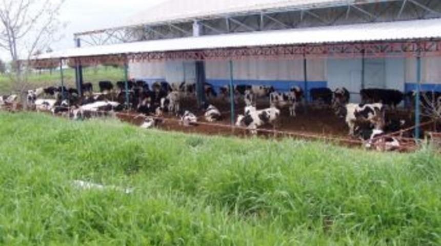 Trakya&rsquo;ya Hayvan G&ouml;t&uuml;recek &Uuml;reticilere Uyarılar