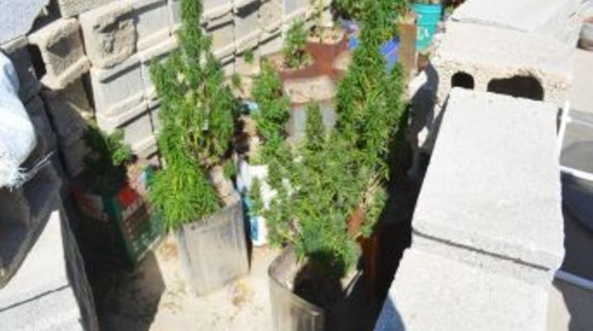 Saksıda Yetiştirilen 500 K&ouml;k Hint Keneviri Ele Ge&ccedil;irildi