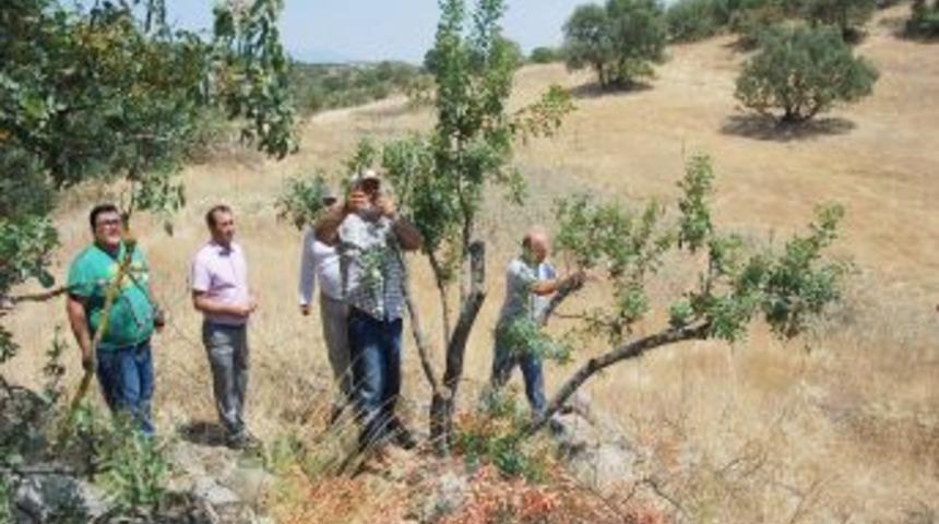 Sındırgı'da &Ccedil;itlembik Ağa&ccedil;larına Yapılan Antep Fıstığı Aşıları Kontrol Edildi