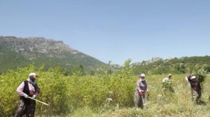 Seydişehir Fidanlık Şefliği, M&uuml;d&uuml;rl&uuml;k Yıllarına Geri D&ouml;nd&uuml;