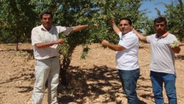 Taşıma Suyla 60 Bin Badem Ağacı Yetiştirdiler