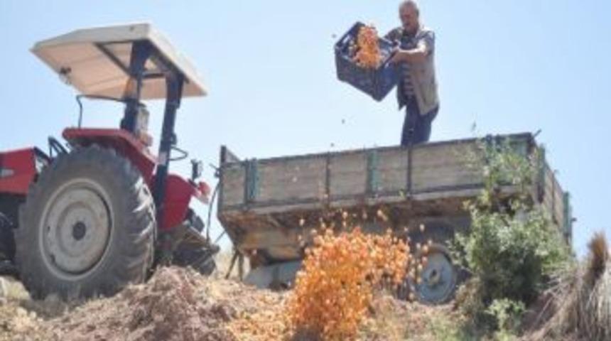 Nevşehirli &Uuml;retici 2 Ton Kayısıyı &Ccedil;&ouml;pe D&ouml;kt&uuml;