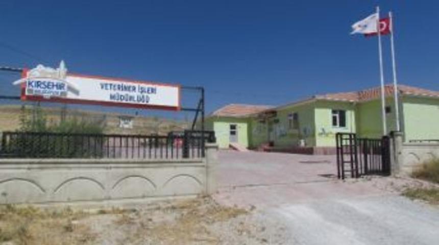 Sokak Hayvanları Artık Sahipsiz Değil