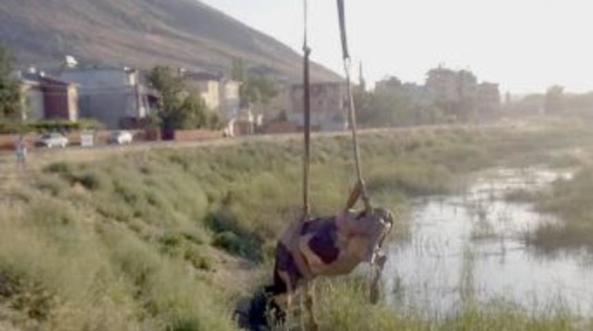 Dere Kenarına D&uuml;şen Inek Vin&ccedil; Yardımıyla Kurtarıldı