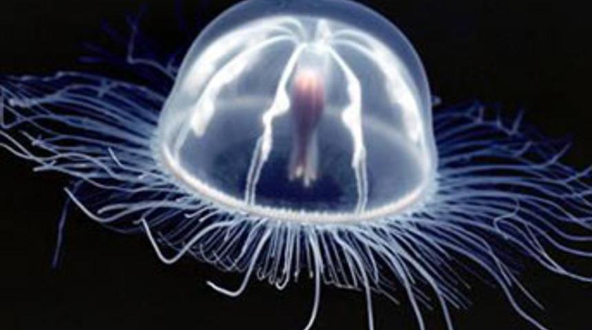 1)Transparan kurbağa