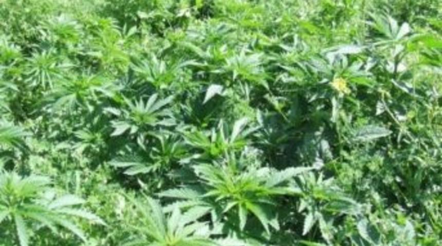 Batman'da 215 K&ouml;k Hint Keneviri Ele Ge&ccedil;irildi