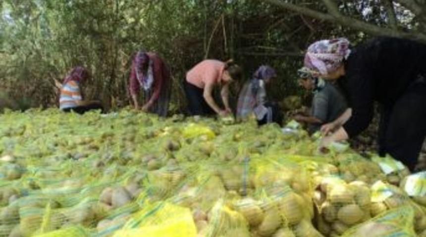 &Ouml;demiş Kadın Kooperatifi'nden &Ccedil;evre Belediyelere Ramazanlık Patates Paketi