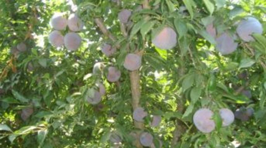 Bademli&rsquo;de Şeftali İriliğinde Erik. Ağustos Ayının İlk Haftası Hasadı Yapılan Erikler, Ortadoğu Ve Avrupa &Uuml;lkelerine İhra&ccedil; Ediliyor