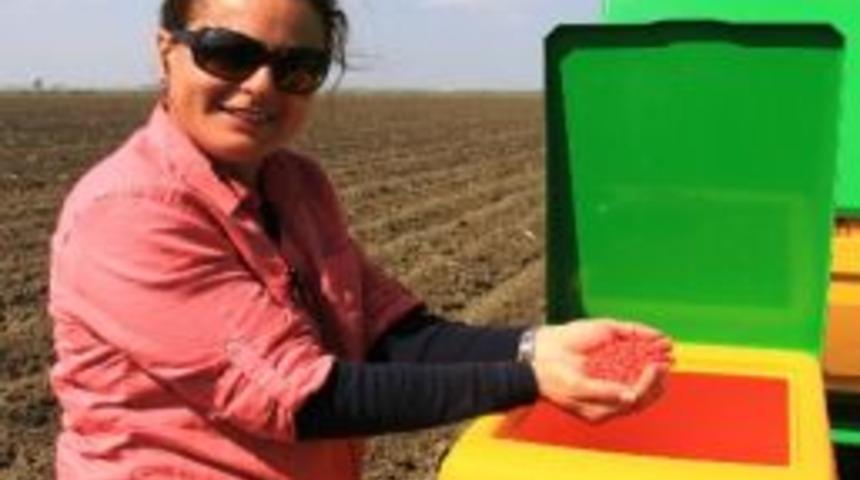 Mısırda Hasat Hazırlığı