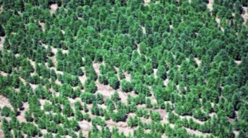 Vali Toprak: Ter&ouml;r &Ouml;rg&uuml;t&uuml;, Uyuşturucu Tarlalarını Bombalarla Koruyor