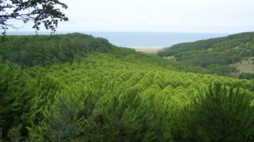 İstanbul Artık Daha Yeşil