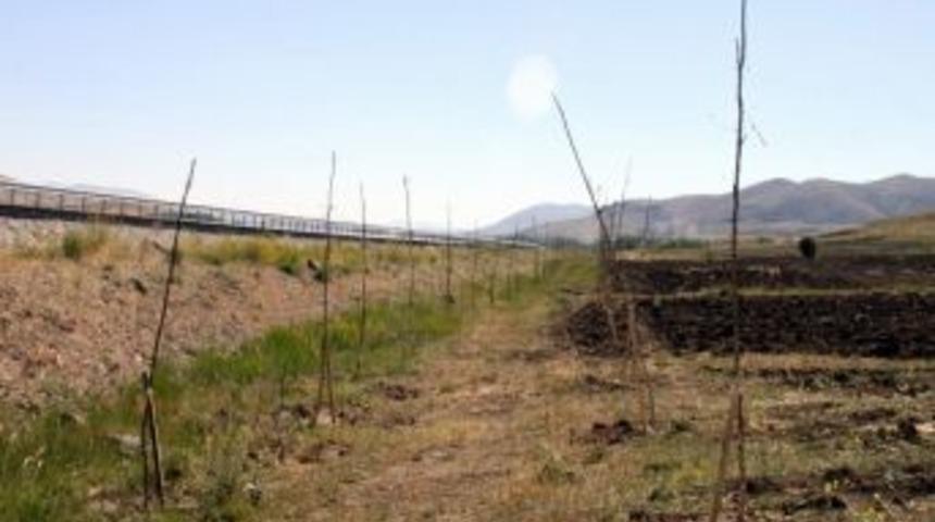 Sivas - Ankara Karayoluna Dikilen Ağa&ccedil;lar Kurudu