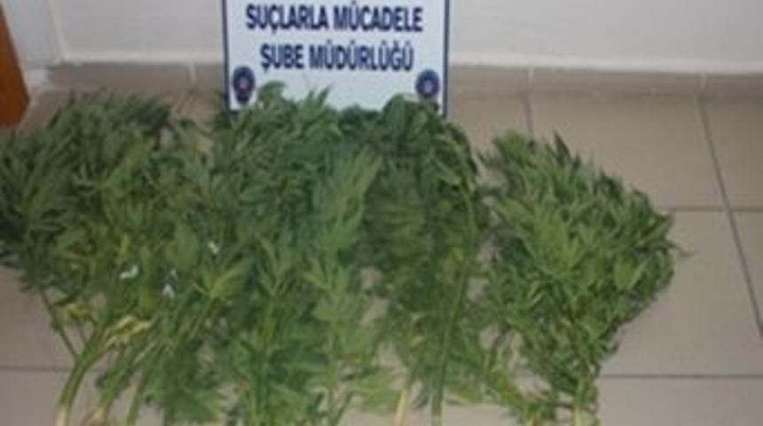 12 Adet Kenevir Ele Ge&ccedil;irildi