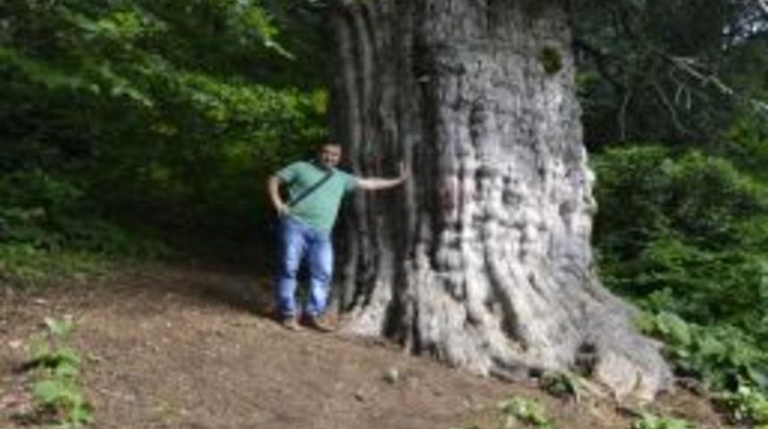 T&uuml;rkiye'nin En Yaşlı Ağa&ccedil;larına Ziyaret&ccedil;i Akını