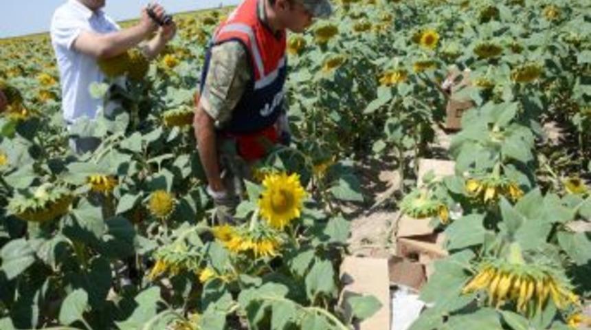 Kaza Yapınca Esrarı Ayçiçek Tarlasına Sakladı