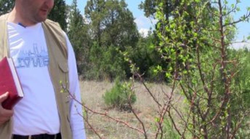 Kelkit Balının Sırrı Ortaya &Ccedil;ıktı