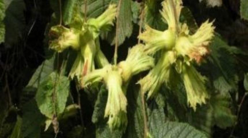 Fındıkta Yanlış &Ccedil;uvallamaya Dikkat