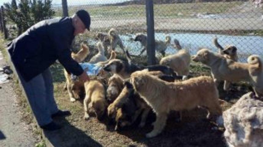 G&ouml;n&uuml;ll&uuml; Bakıcılar G&ouml;reve Hazır