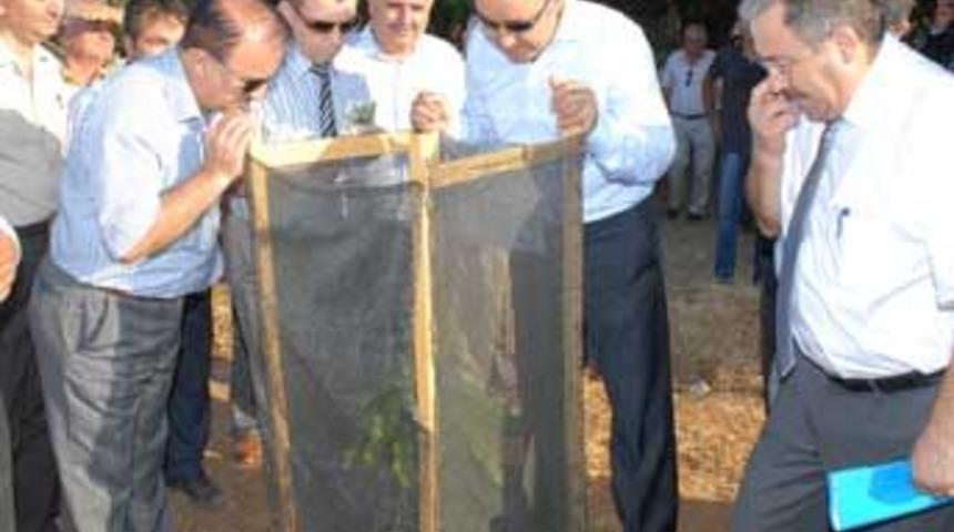 &lsquo;Mango Manavgat&rsquo;ı sevdi&rsquo;