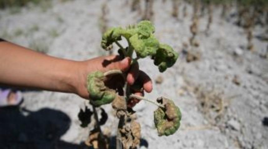 &Uuml;r&uuml;n&uuml; Tarlada İhmal Bıraktı