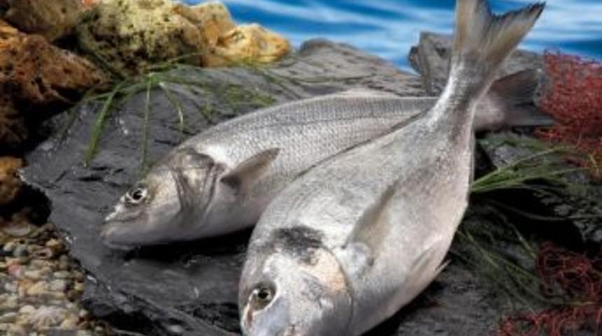 Su &Uuml;r&uuml;nleri Ve Hayvansal Mamuller Sekt&ouml;r&uuml; İhracatta 1.5 Milyar Doları Aştı