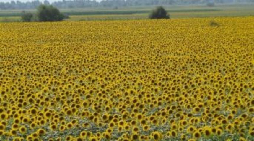 S&ouml;ke Ovası&rsquo;nda A&ccedil; Kalan Domuzlar Pamukları Yemeye Başladı
