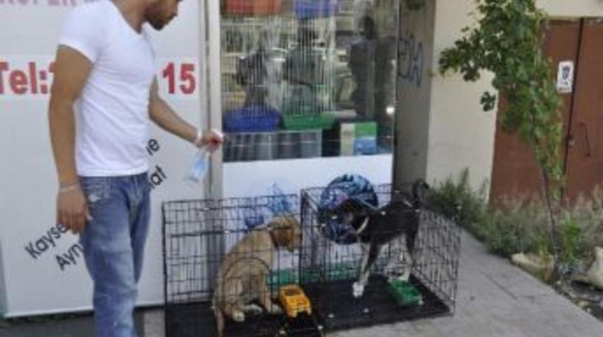 Evcil Hayvanlar Da Sıcaklardan Bunalıyor