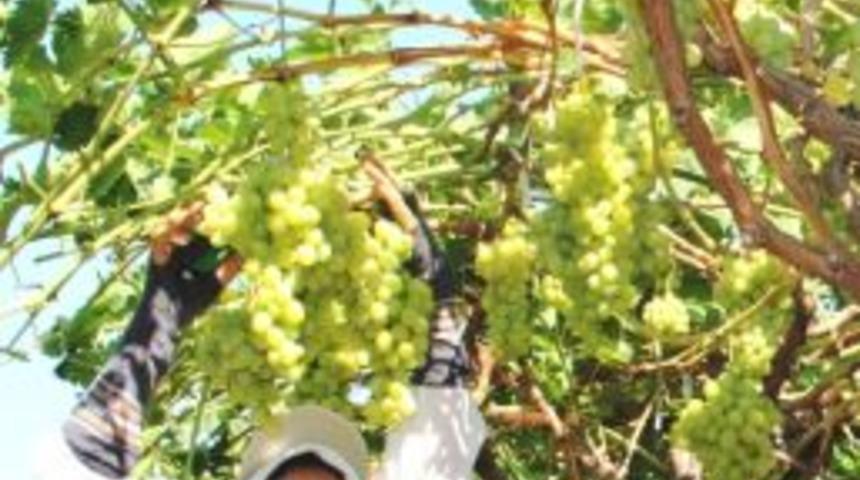 Sarıg&ouml;l&rsquo;de &Uuml;z&uuml;m Kesim Mesaisi