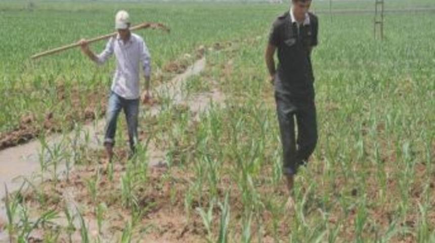 45 Derecede Oru&ccedil;lu Olarak Tarlada &Ccedil;alışıyorlar