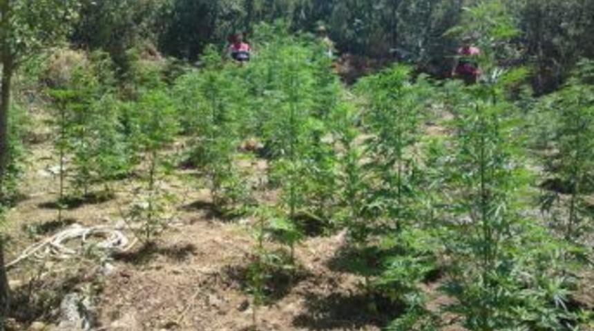 Fethiyede 150 Metre Hortum &Ccedil;ekerek, Hint Keneviri Yetiştiren Şahıs G&ouml;zaltına Alındı